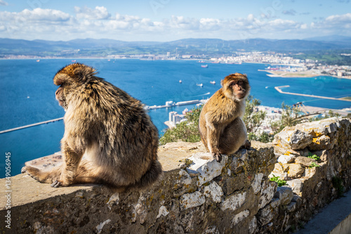 Apes/Monkeys of Gibraltar in a sunny day with background landscapes