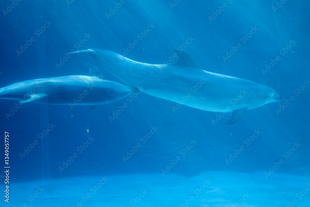 Naklejka premium 水槽の中を泳ぐイルカ（名古屋港水族館）