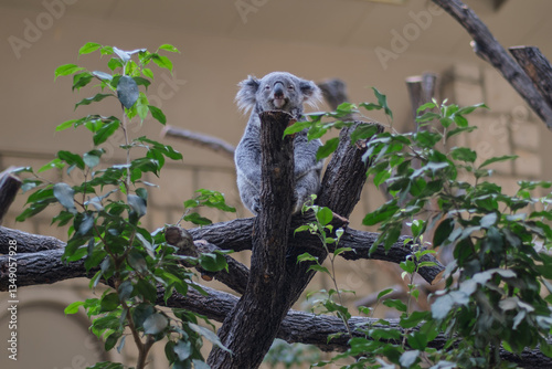 Photography のんびりコアラ（東山動物園）