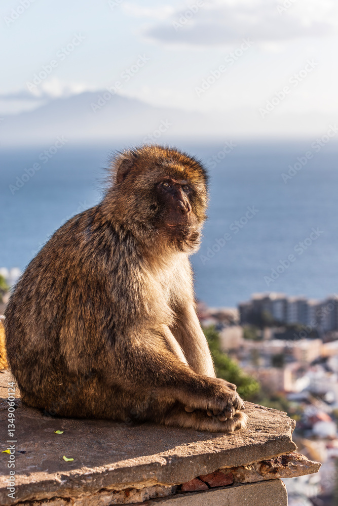 Naklejka premium Apes/Monkeys of Gibraltar in a sunny day with background landscapes