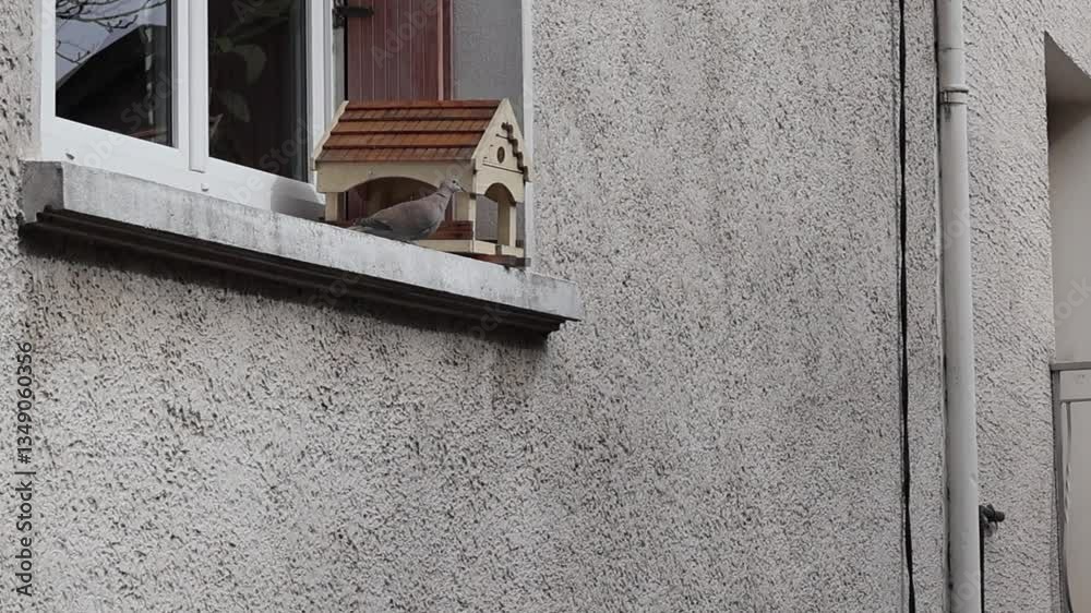 Pigeons se perchant sur une mangeoire à oiseaux en bois sur un rebord de fenêtre.