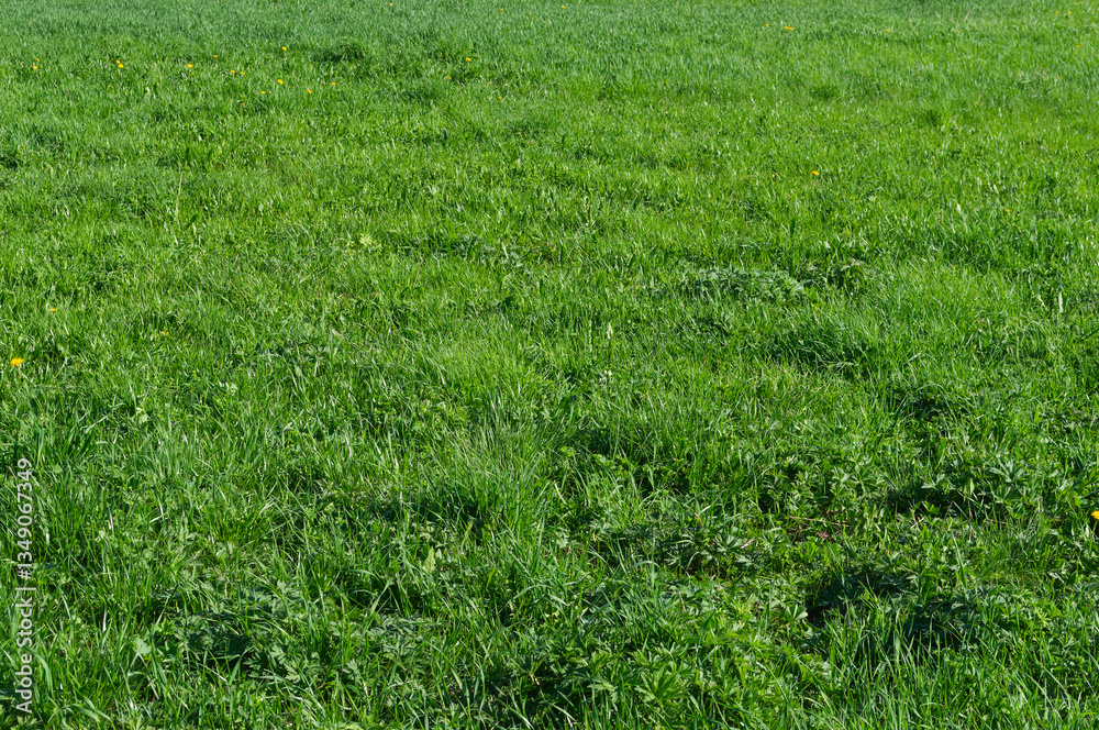 Closeup of green grass background on the meadow Closeup of green grass background on the meadow