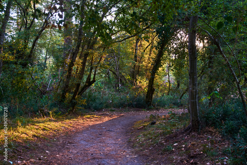 footpath in the woods