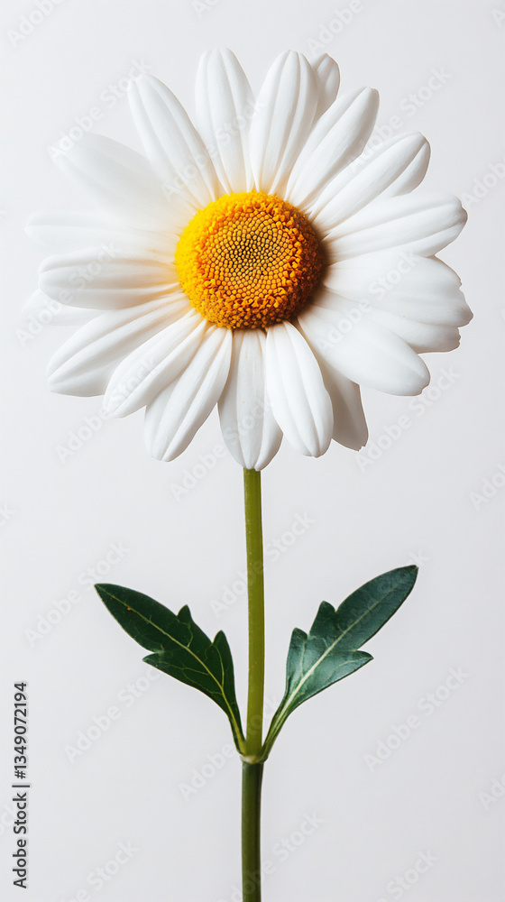 a shasta daisy isolated on a white background, a shasta daisy isolated on a white background,