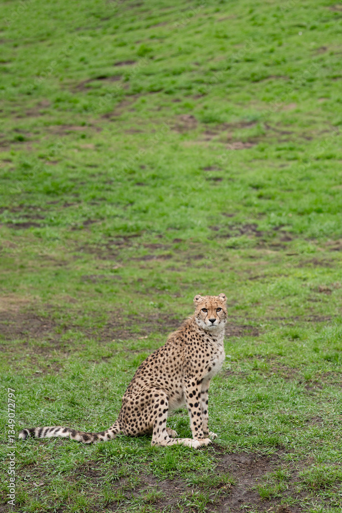 Obraz premium A cheetah sitting on green grass. Big wildcat. European zoo