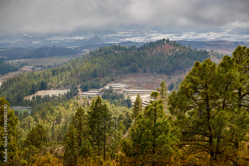 Obraz premium Elevated view of a Tenerife's village nestled among dense forests with majestic mountains in the background