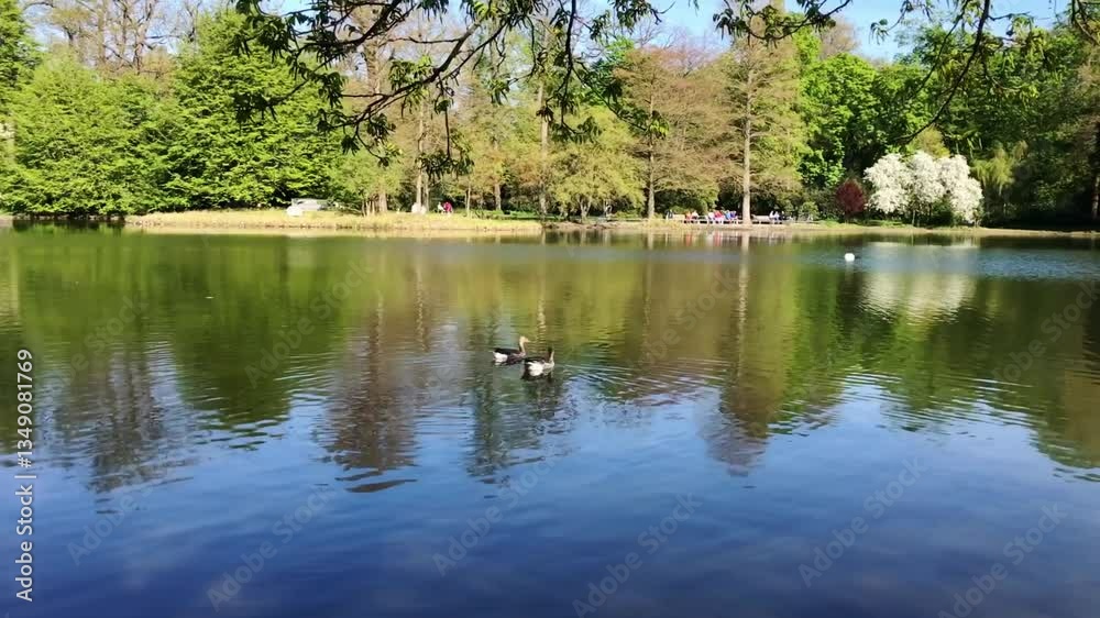 Two ducks swimming in a lake. The lake is calm and peaceful Two ducks swimming in a lake. The lake is calm and peaceful