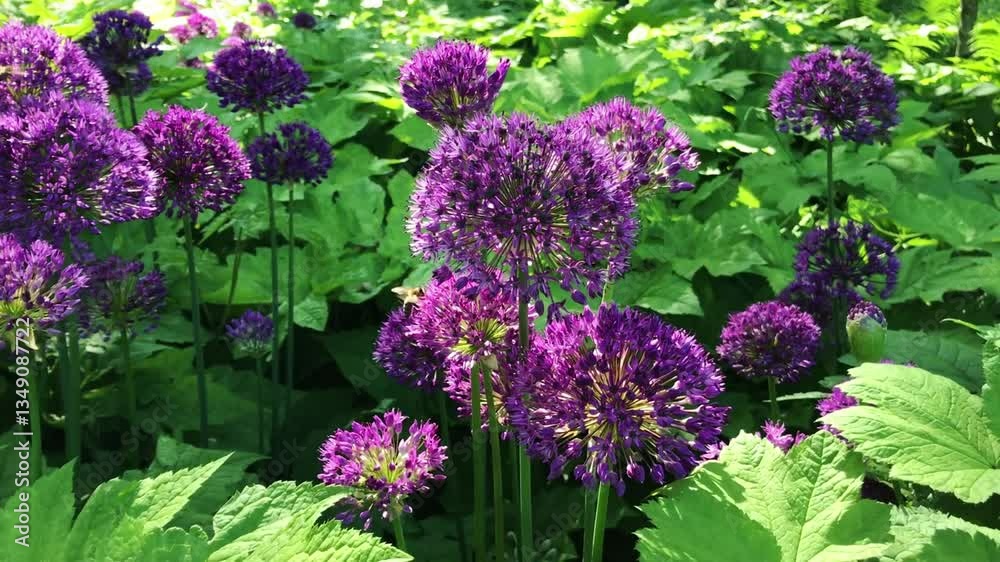 Bunch of purple flowers are in a field