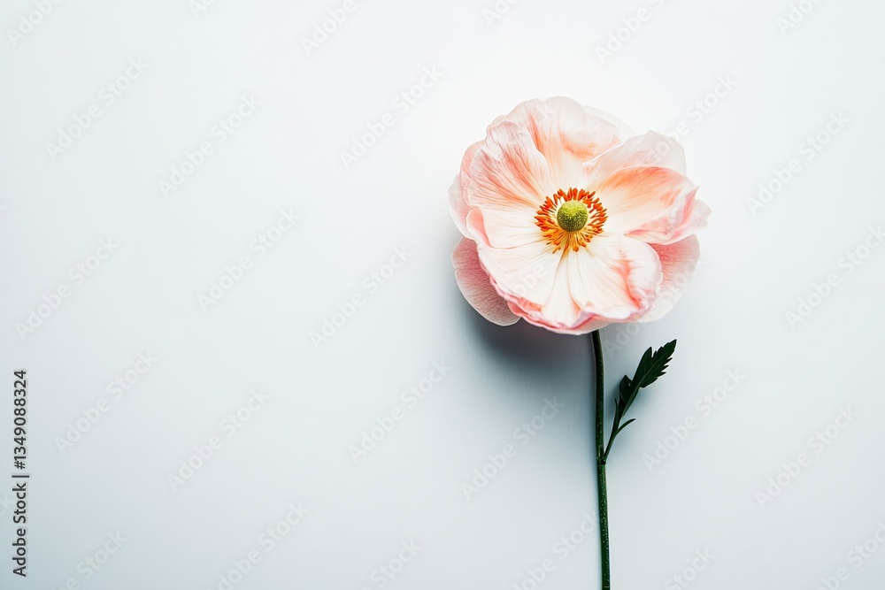 Single Pink Poppy Flower Isolated on White Background Simple Presentation Single Pink Poppy Flower Isolated on White Background Simple Presentation