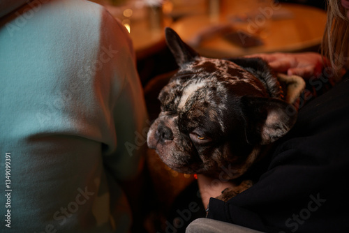 A Charming French Bulldog is Delightfully Relaxing in a Cozy and Inviting Atmosphere