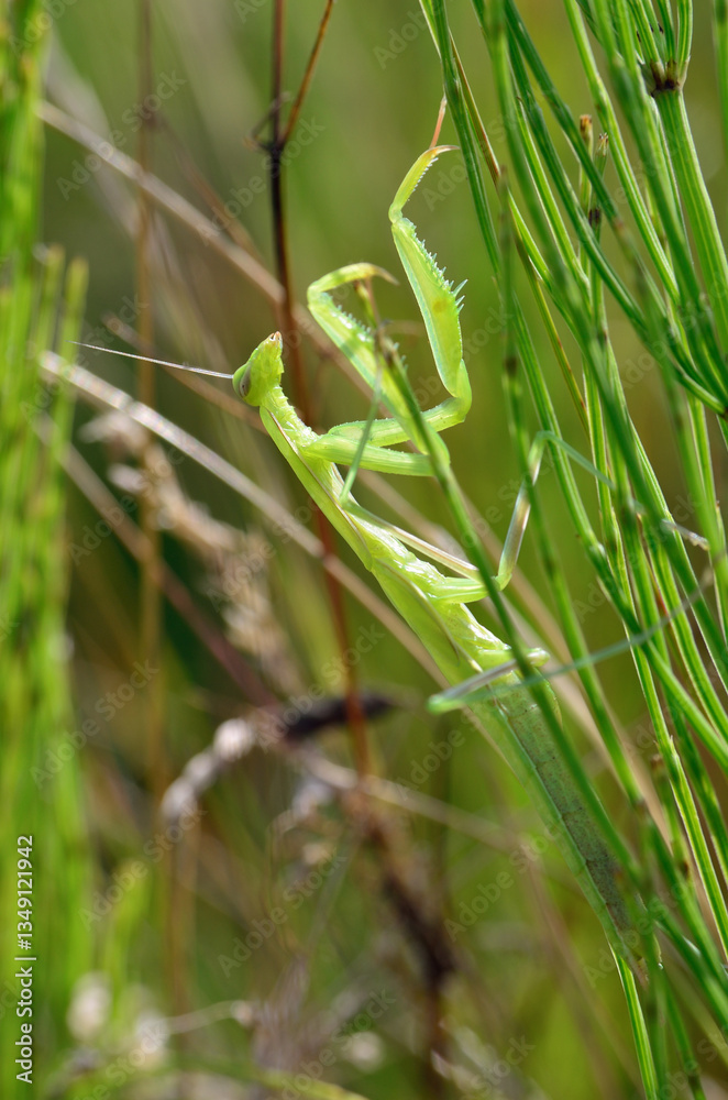 Green praying mantis on a green plant stem, nature photography