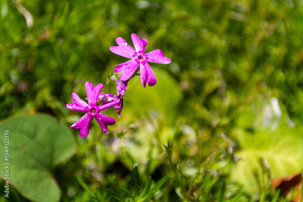 芝桜 芝桜