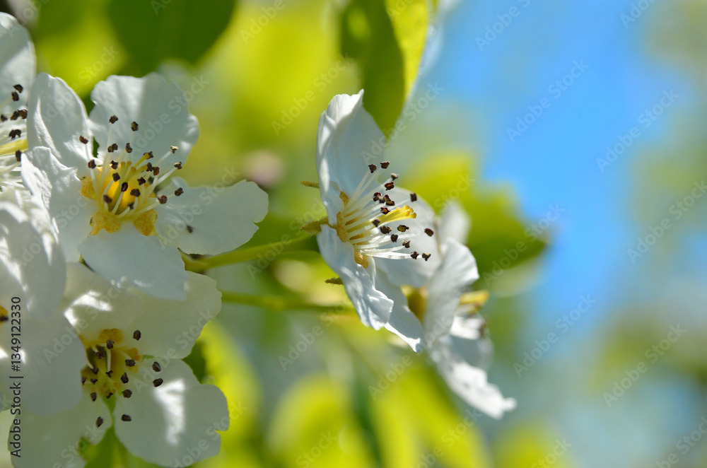 White spring blossoms with blurred green and blue background