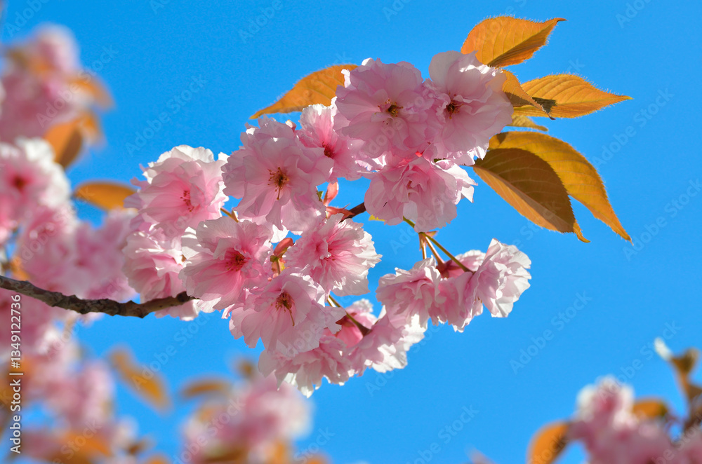Pink sakura blossoms with golden leaves, blue sky, spring bloom