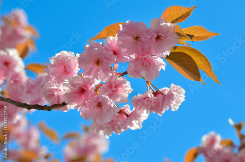 Obraz na płótnie Pink sakura blossoms with golden leaves, blue sky, spring bloom w salonie