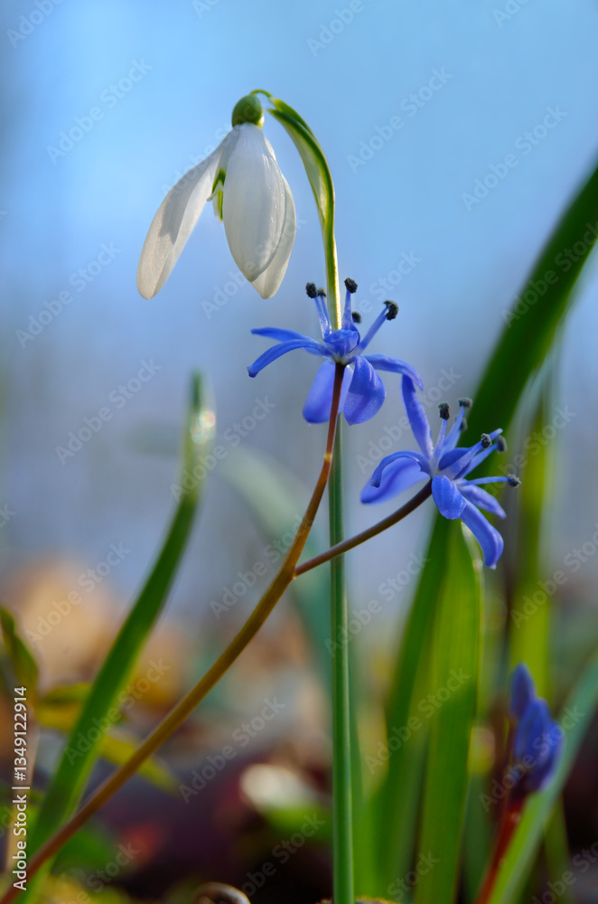 White snowdrop and blue scilla flowers, spring forest, nature photography