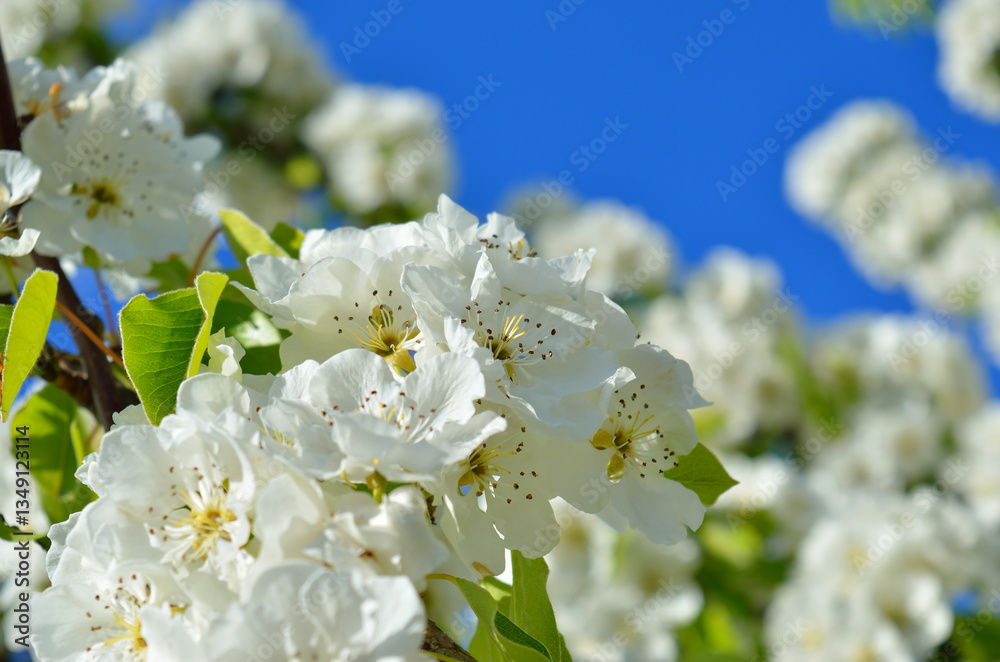White spring blossoms with blurred green and blue background