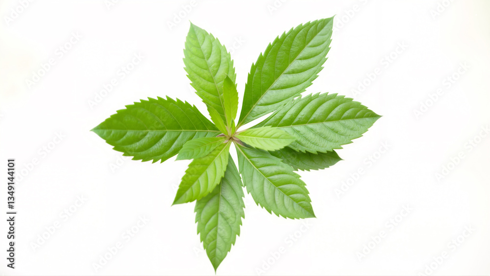 Vibrant Green Leaves Against a White Background for Natural Aesthetic Vibrant Green Leaves Against a White Background for Natural Aesthetic