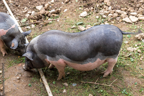Miniature breed animal miniature pig in captivity