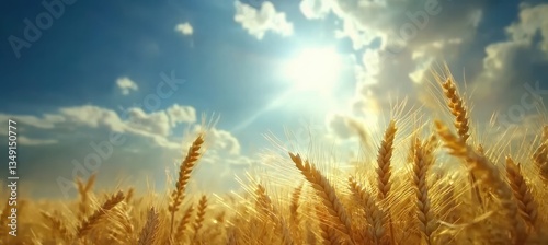 Obraz na płótnie Golden Wheat Field in Warm Sunlight. w salonie