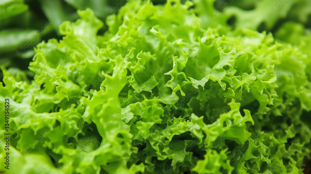Fresh, vibrant green lettuce displayed in a market during the summer season Fresh, vibrant green lettuce displayed in a market during the summer season