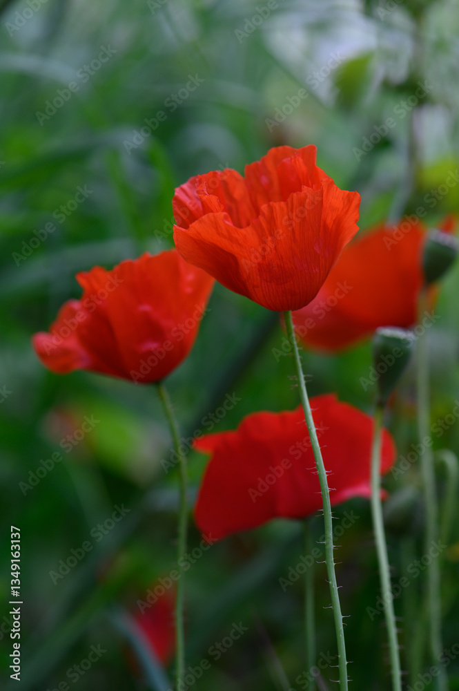 Vibrant red poppies bloom gracefully against a lush green backdrop during a tranquil spring morning Vibrant red poppies bloom gracefully against a lush green backdrop during a tranquil spring morning