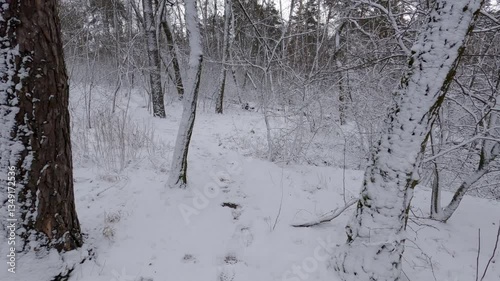 Winter deciduous and pine forest covered with fresh snow