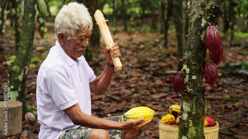 An old indonesian cacao farmer opening a yellow pod with a wooden mallet during harvest on farm