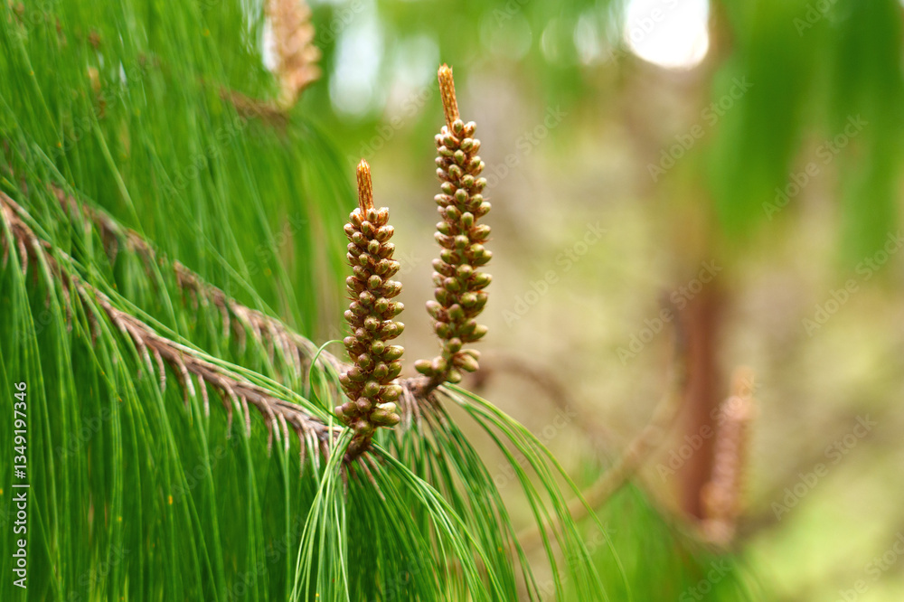 Budding pine cones on evergreen coniferous tree branch, surrounded by vibrant green needles in forest Budding pine cones on evergreen coniferous tree branch, surrounded by vibrant green needles in forest