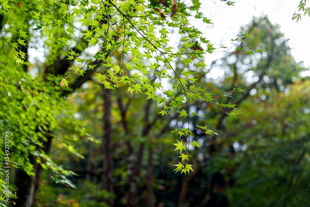 Obraz premium 秋の里山風景