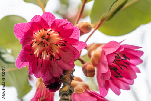 Closeup of vibrant pink Rhodoleia championii or Hong Kong Rose blossoms against a bright sky in Nagai Botanical Garden in Osaka, Japan