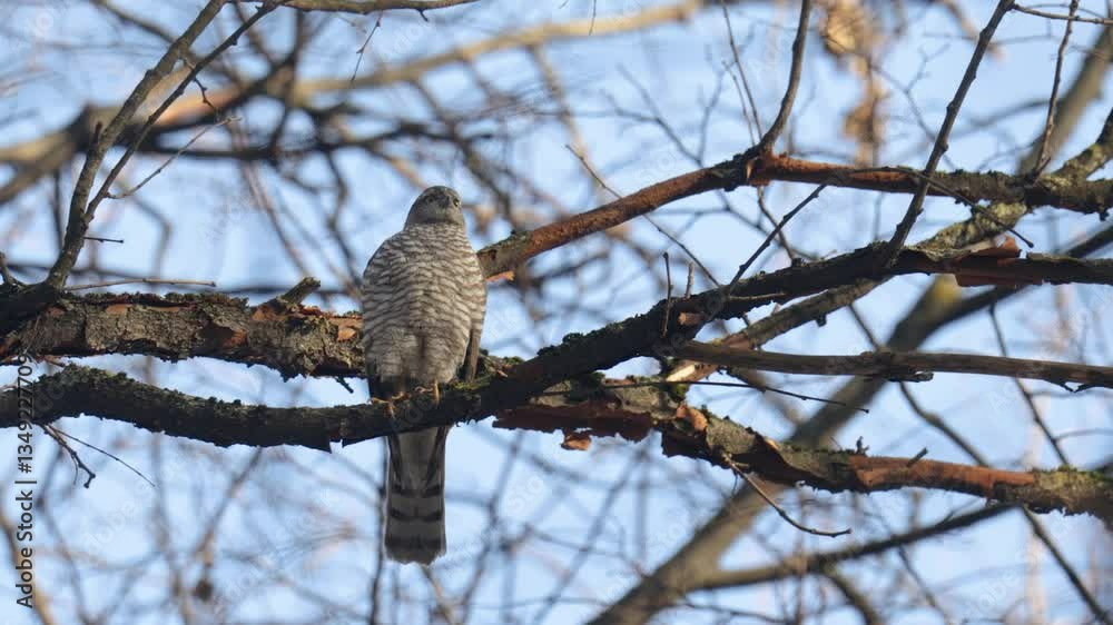 Eurasian sparrowhawk sits on a tree branch Eurasian sparrowhawk sits on a tree branch