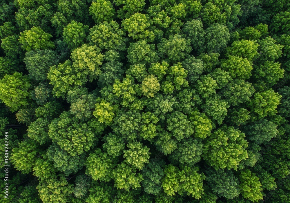 Forest texture background. Aerial view of lush green forest. Nature conservation, environmental protection and biodiversity. Scenic landscape panorama. Arbor day, World Environment day concept. Forest texture background. Aerial view of lush green forest. Nature conservation, environmental protection and biodiversity. Scenic landscape panorama. Arbor day, World Environment day concept.