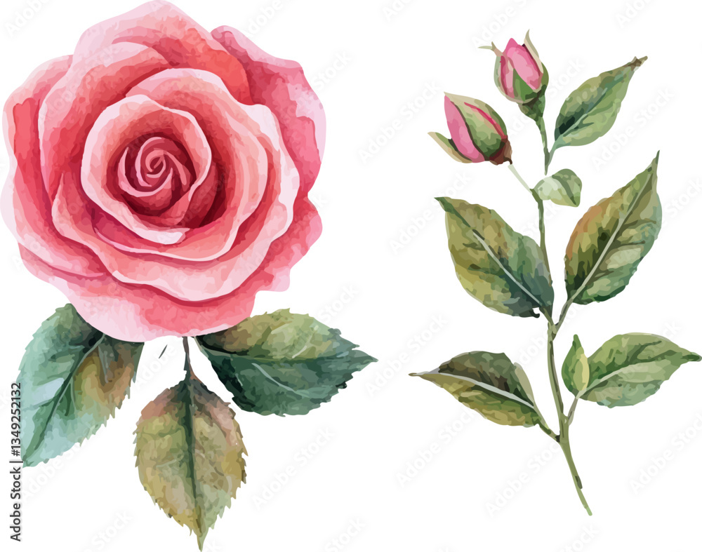 Fototapeta premium pink rose on white background