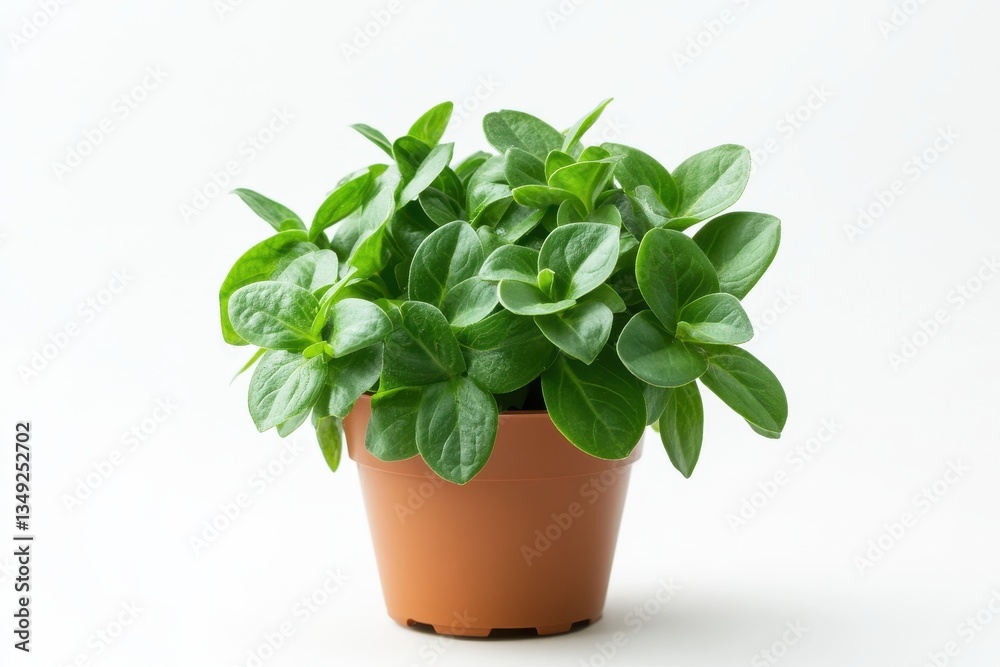 Bigleaf periwinkle in a pot isolated on white background highlighting its vibrant purple blooms and lush green leaves Bigleaf periwinkle in a pot isolated on white background highlighting its vibrant purple blooms and lush green leaves
