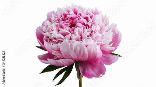 Wallpaper Mural Fully Bloomed Pink Peony Flower, Lush and Delicate Peony Blossom with Soft Petals, Isolated on White Background Torontodigital.ca