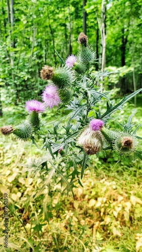 Close-Up of a Thistle Flower Head