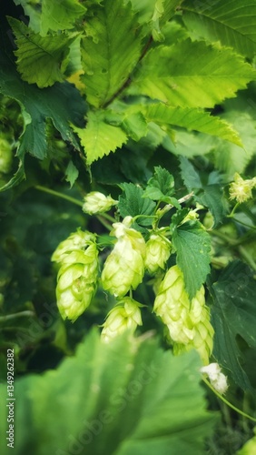 Close-Up of Hop Cones Growing on the Bine