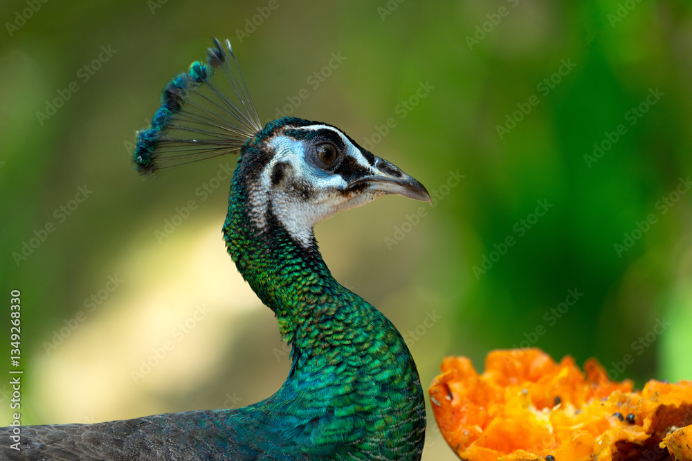 Male peafowl are referred to as peacocks, and female peafowl are referred to as peahens.
Male peafowl are referred to as peacocks, and female peafowl are referred to as peahens.