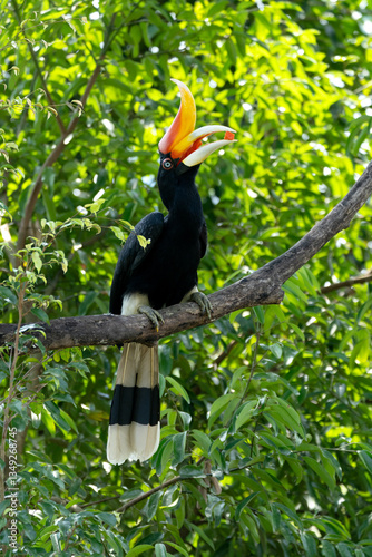 Fototapeta Naklejka Na Ścianę i Meble -  The rhinoceros hornbill (Buceros rhinoceros) is a large species of forest hornbill (Bucerotidae). In captivity it can live for up to 35 years.