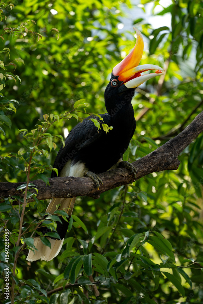 Fototapeta premium The rhinoceros hornbill (Buceros rhinoceros) is a large species of forest hornbill (Bucerotidae). In captivity it can live for up to 35 years.