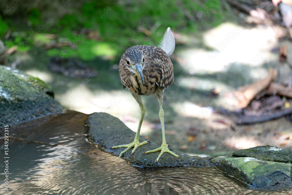 Fototapeta premium Juvenile Black-crowned Night Heron (Nycticorax nycticorax). Juveniles have brown plumage with white spots, a streaked head and neck, and a greenish-yellow bill.