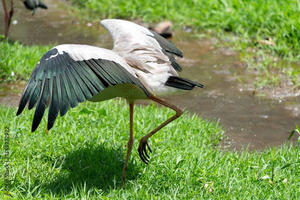 The painted stork (Mycteria leucocephala) is a large wader in the stork family. It is found in the wetlands of the plains of tropical Asia south of the Himalayas in the Indian Subcontinent and extendi The painted stork (Mycteria leucocephala) is a large wader in the stork family. It is found in the wetlands of the plains of tropical Asia south of the Himalayas in the Indian Subcontinent and extendi