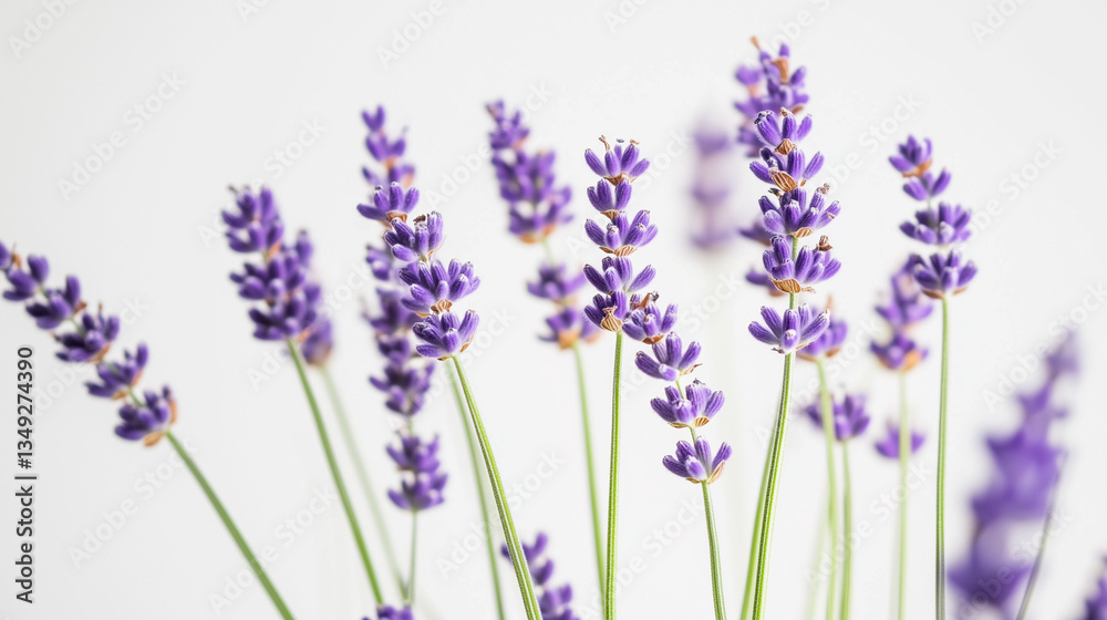 Naklejka premium Lavender blooms in soft light, a serene close-up of nature's elegance.