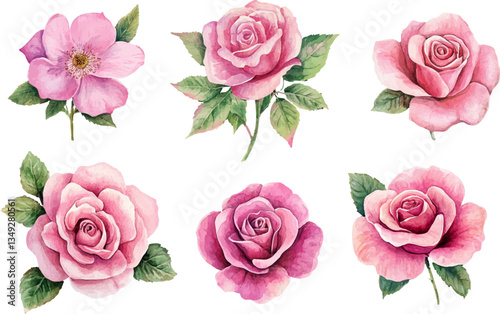 set of pink roses