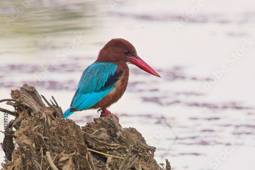 White-throated Kingfisher (Halcyon smyrnensis) perched overlooking the water, Ranthambhore National Park, Rajasthan, India.