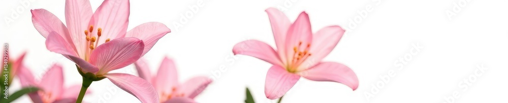 Large isolated bloom of a single flower in front of white, floral arrangement, blossom, isolated Large isolated bloom of a single flower in front of white, floral arrangement, blossom, isolated