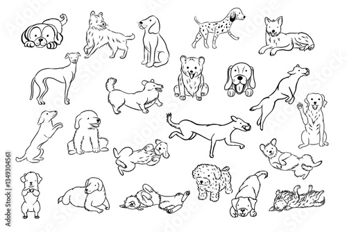 Dog. Domestic animal. Dalmatien, corgi, berger, labrador. Hand drawn vector isolated set.
