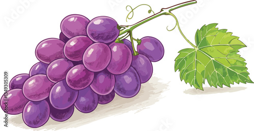 Grapes in Isolated background Illustration vector design, Grapes Illustration vector design