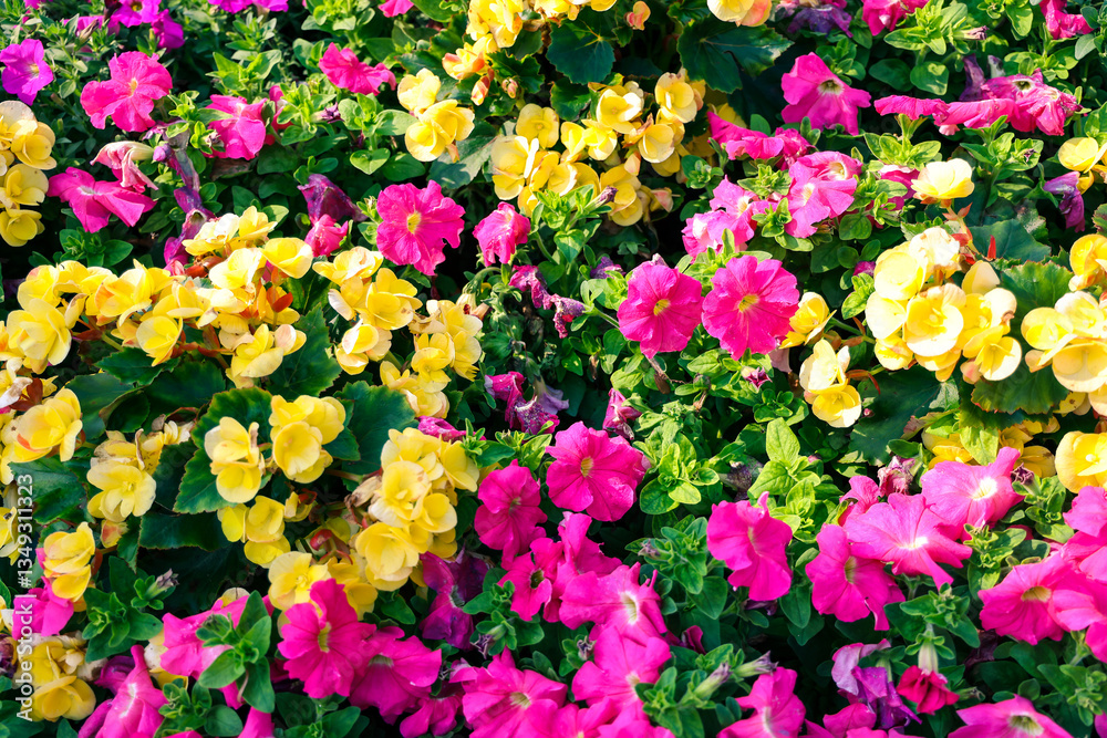 Obraz premium a Beautiful Flower Garden with Pathway Surrounded